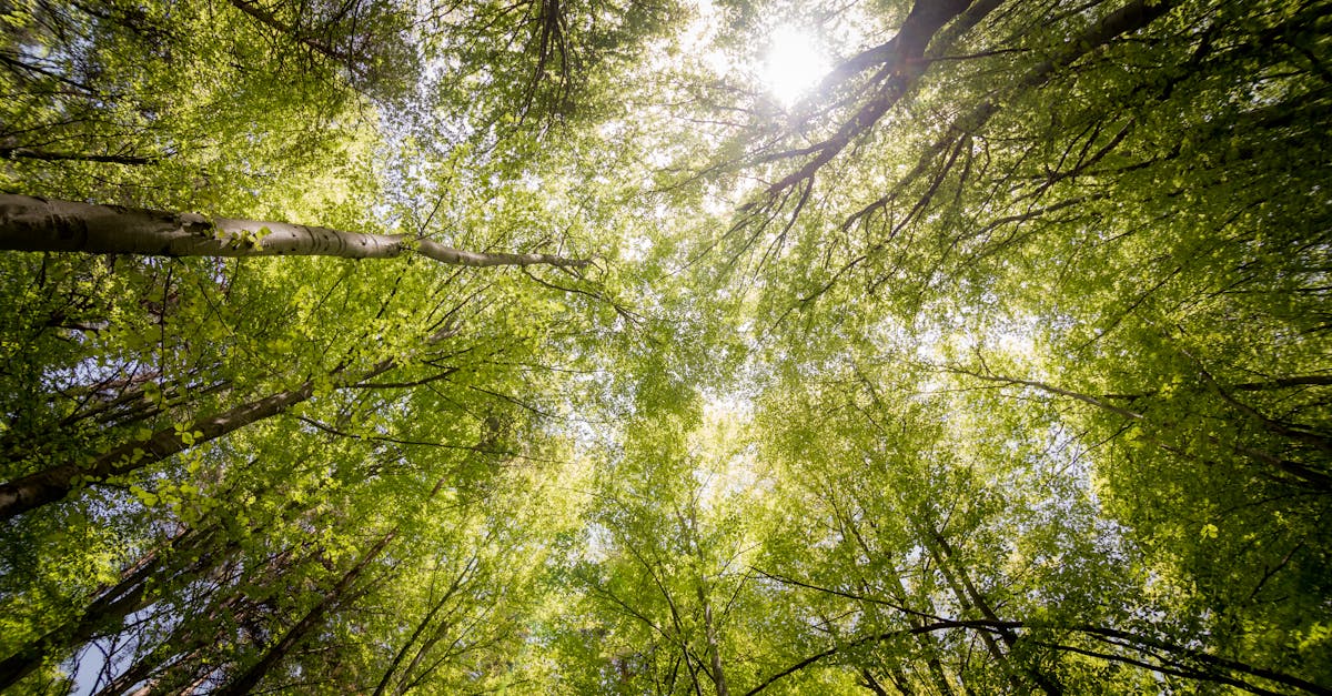 Tree Service Springfield IL